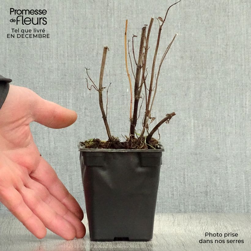 Spécimen de Menthe Russe BIO - Mentha spicata Russe Godet de 7/8 cm tel que livré en hiver