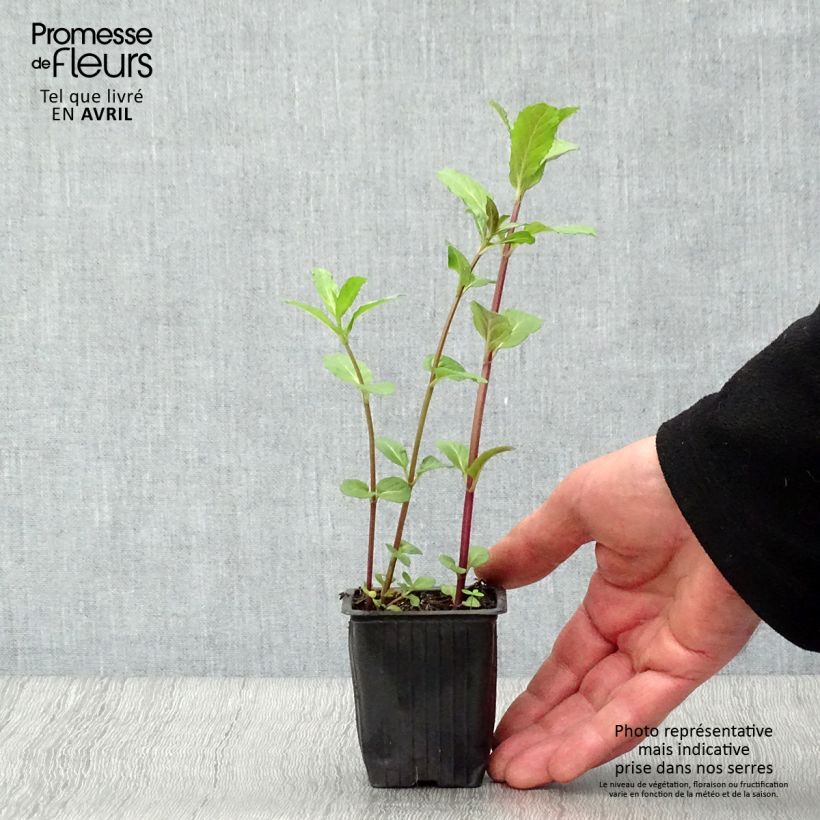 Amostra de Hortelã-verde Russa Bio Vaso de 7/8 cm tal como entregue na primavera