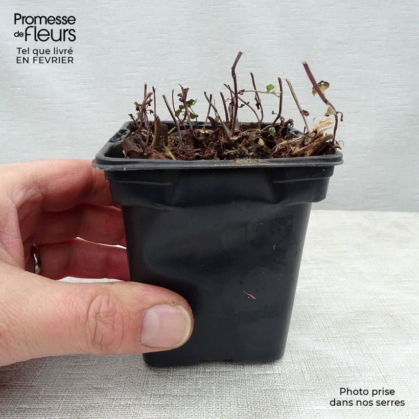 Spécimen de Menthe Tunisienne BIO Godet de 8/9 cm tel que livré en hiver