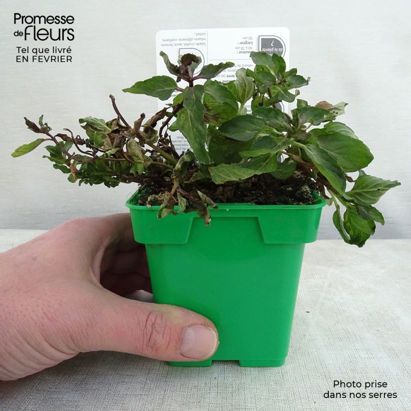 Spécimen de Menthe anglaise ou poivrée Citaro - Mentha piperata en plant Pot de 10 cm/11cm tel que livré en hiver