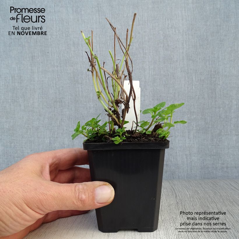 Spécimen de Menthe aquatique - Mentha aquatica Godet de 8/9 cm tel que livré en automne