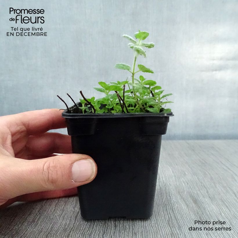 Spécimen de Menthe aquatique - Mentha aquatica Godet de 8/9 cm tel que livré en hiver