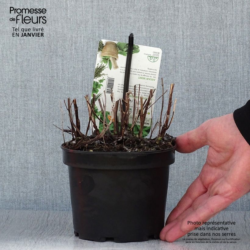Spécimen de Menthe asiatique - Mentha asiatica asian Pot de 1,5L/2L tel que livré en hiver