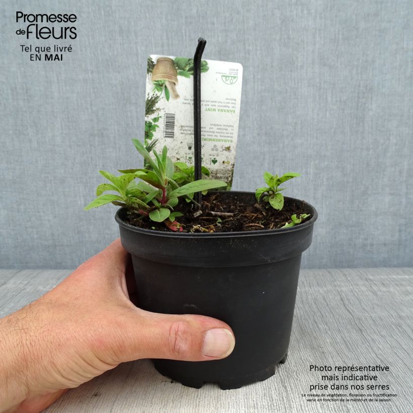 Spécimen de Menthe banane - Mentha arvensis Banana  Pot de 1,5L/2L tel que livré au printemps