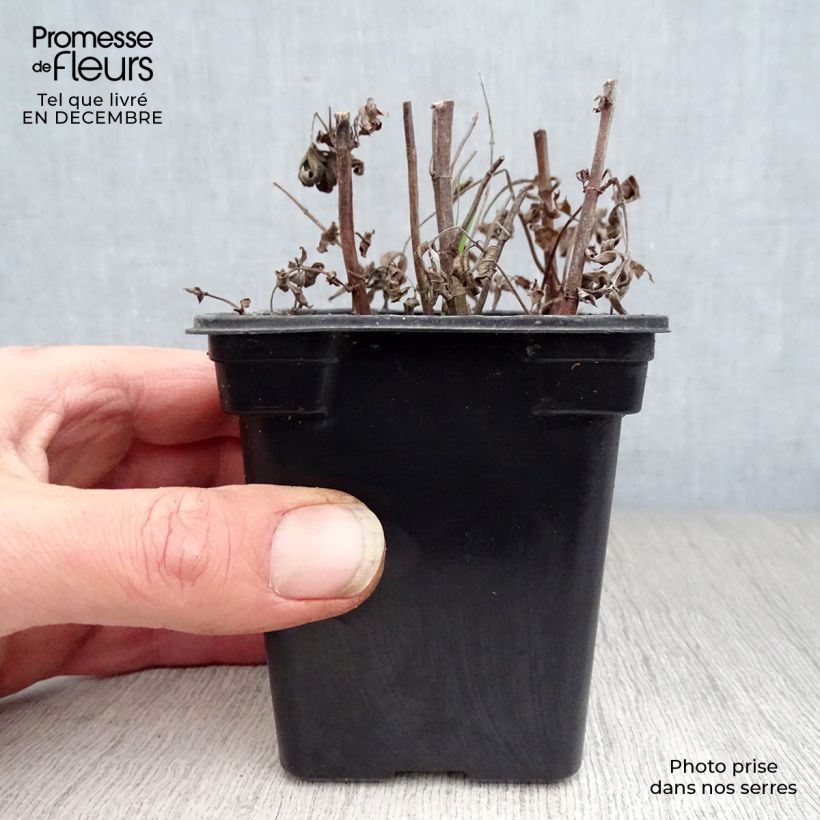 Spécimen de Menthe buddleia - Mentha longifolia Buddleja Godet de 8/9 cm tel que livré en hiver