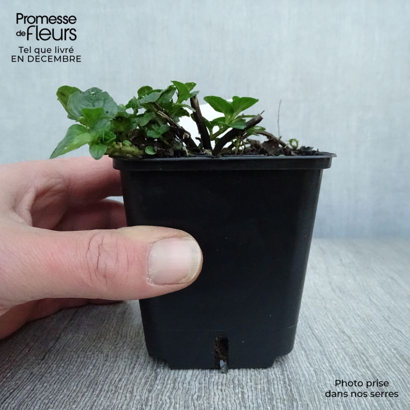 Spécimen de Menthe chocolat - Mentha x piperita schocominze Godet de 8/9 cm tel que livré en hiver