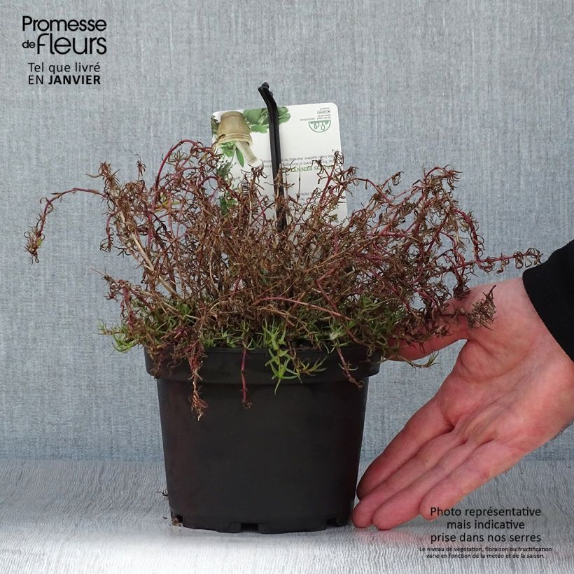 Spécimen de Menthe des Cerfs - Mentha cervina Pot de 1,5L/2L tel que livré en hiver