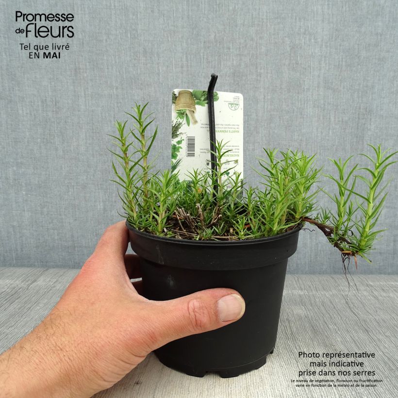 Spécimen de Menthe des Cerfs - Mentha cervina Pot de 1,5L/2L tel que livré au printemps