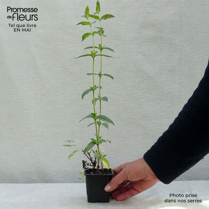 Spécimen de Menthe des montagnes - Pycnanthemum muticum Godet de 8/9 cm tel que livré au printemps