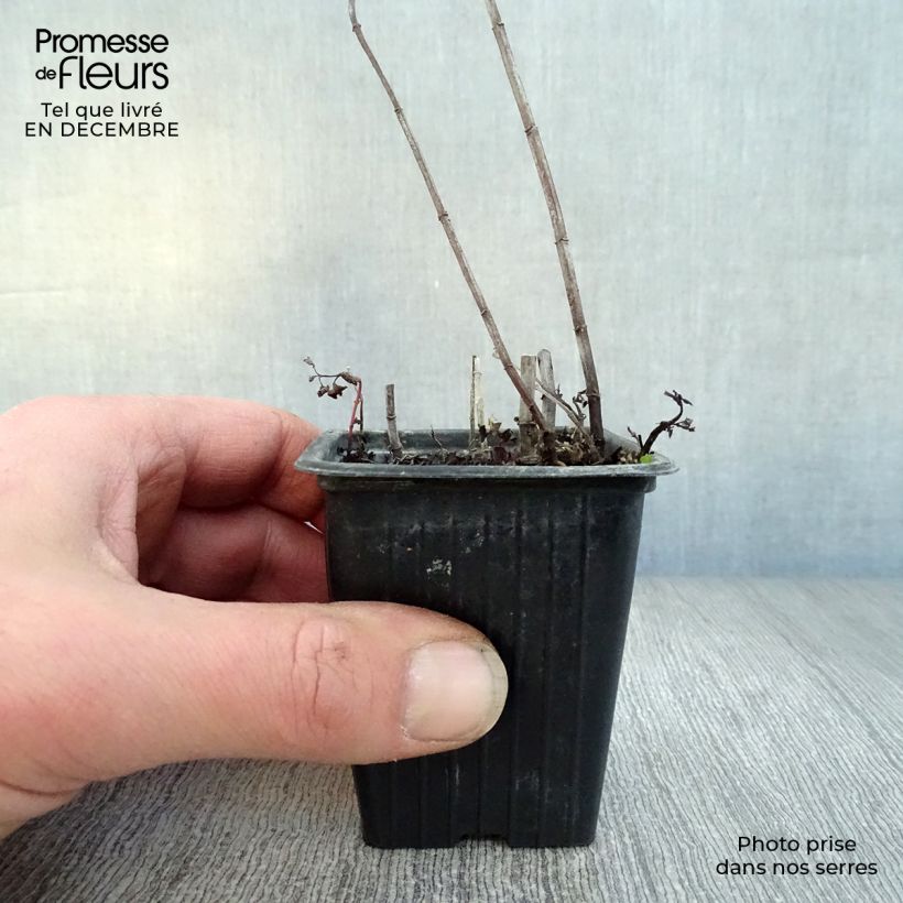 Spécimen de Menthe espagnole en plants BIO Godet de 8/9 cm tel que livré en hiver