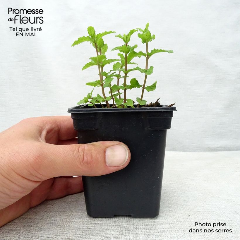Spécimen de Menthe marocaine - Mentha spicata Nannah Godet de 7/8 cm tel que livré au printemps
