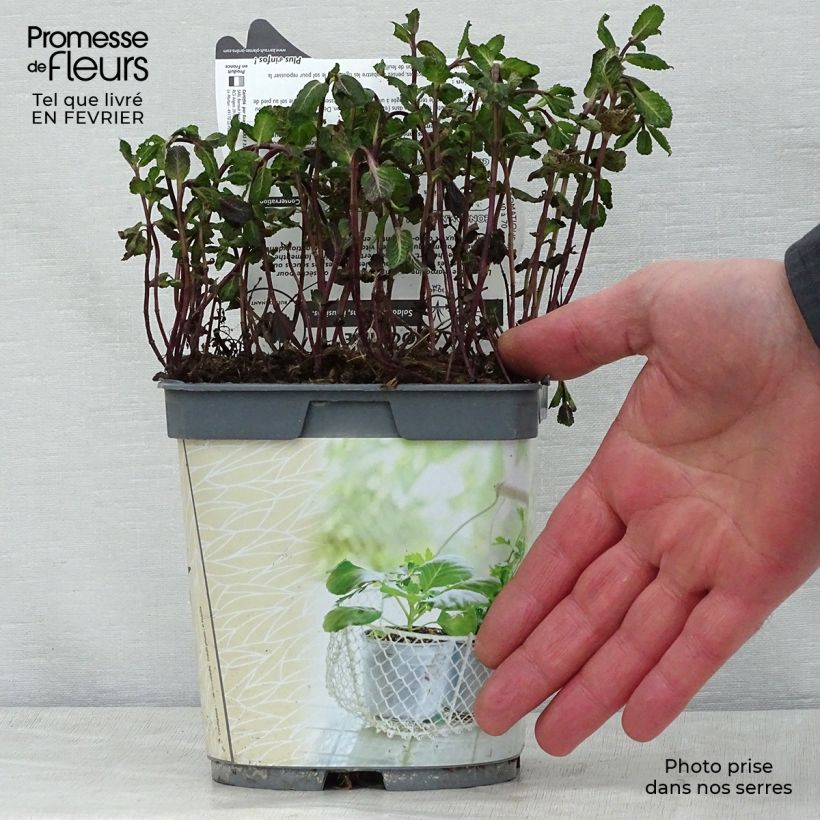 Spécimen de Menthe marocaine en plant BIO Pot de 1L/1,5L tel que livré en hiver