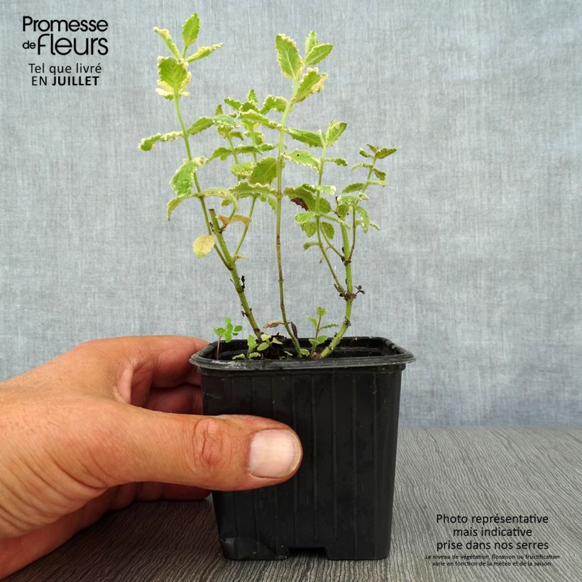 Spécimen de Menthe panachée - Mentha suaveolens Variegata Godet de 8/9 cm tel que livré en été
