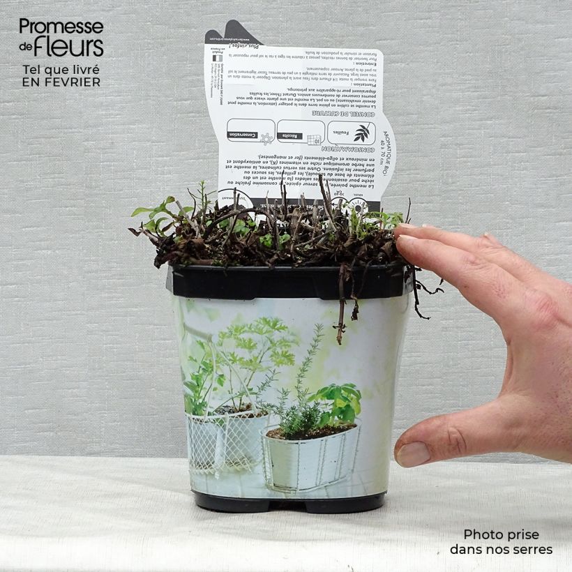 Spécimen de Menthe poivrée - Mentha piperata en plant BIO Godet de 7/8 cm tel que livré en hiver