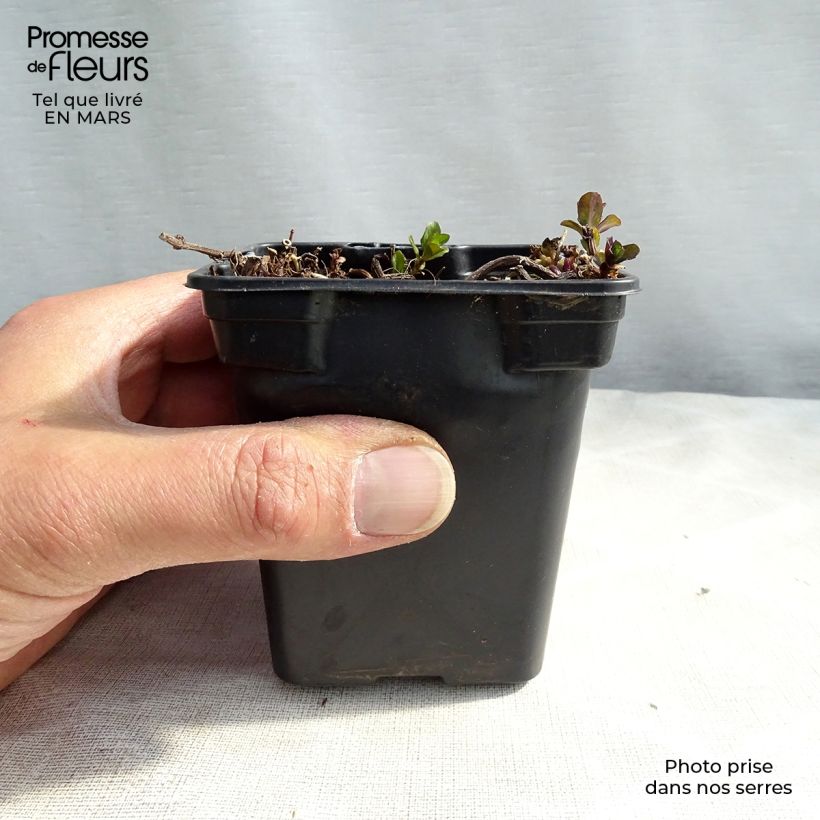 Spécimen de Menthe poivrée - Mentha piperita Godet de 8/9 cm tel que livré en hiver