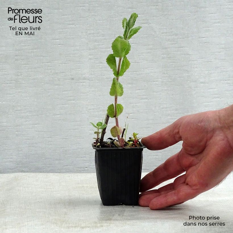 Spécimen de Menthe pomme Godet de 8/9 cm tel que livré au printemps