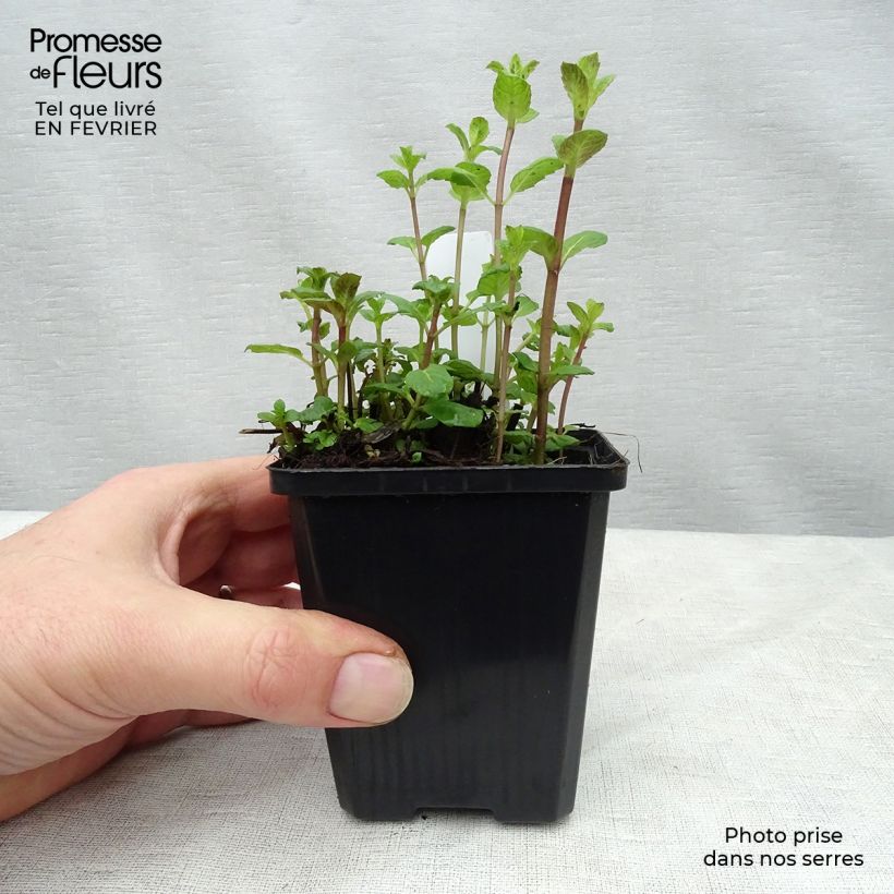 Spécimen de Menthe verte - Mentha spicata Godet de 8/9 cm tel que livré en hiver