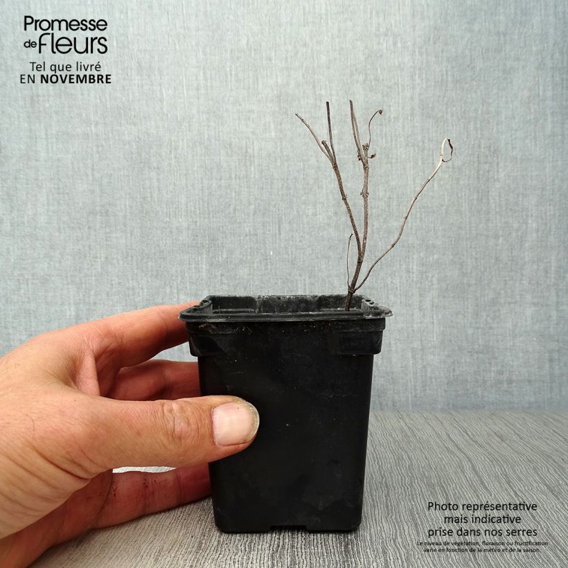 Spécimen de Menthe verte - Mentha spicata Godet de 8/9 cm tel que livré en automne