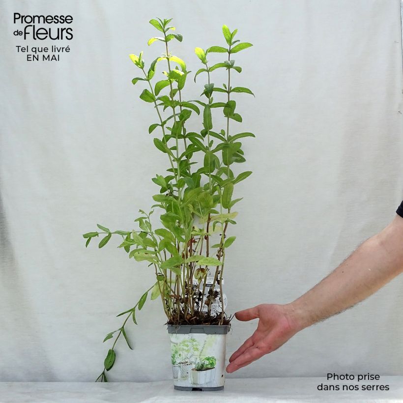 Spécimen de Menthe verte - Mentha spicata en plant BIO Pot de 2L/3L tel que livré au printemps