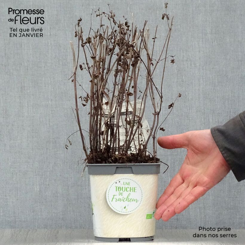 Spécimen de Menthe verte - Mentha spicata en plant BIO Pot de 2L/3L tel que livré en hiver