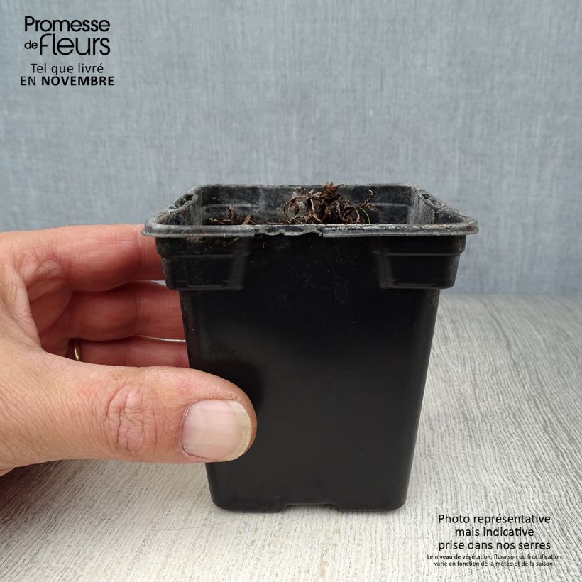 Spécimen de Mertensia maritima BIO - Huître végétale en godet tel que livré en automne
