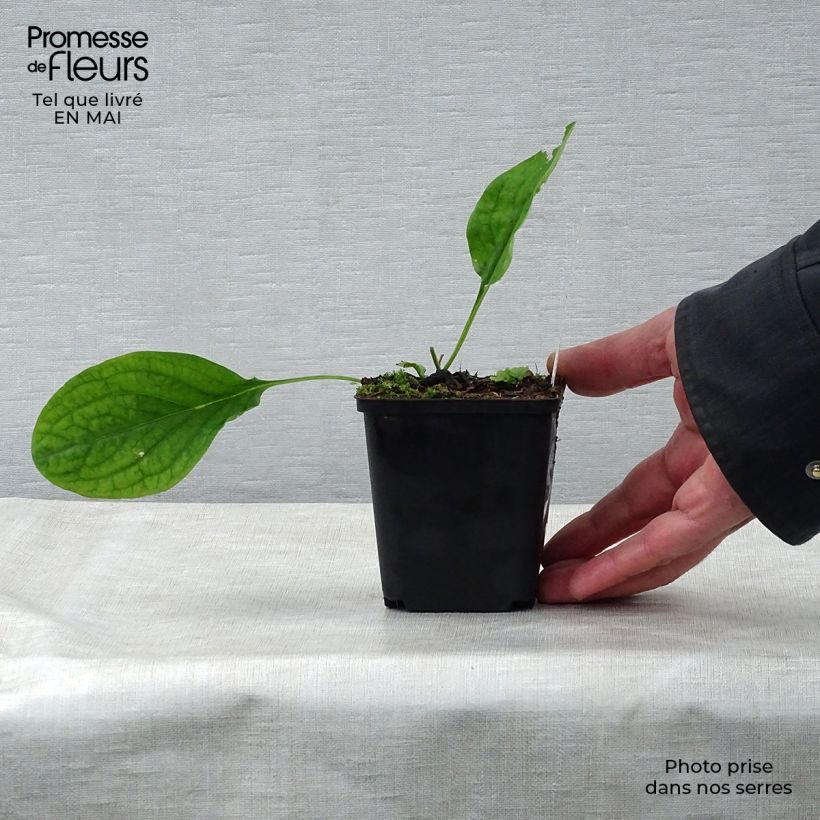 Spécimen de Mertensia virginica - Jacinthe de Virginie Godet de 8/9 cm tel que livré au printemps