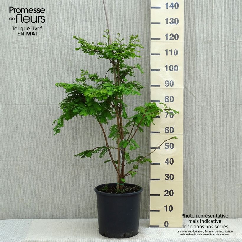 Spécimen de Metasequoia glyptostroboides Chubby Pot de 12L/15L tel que livré au printemps