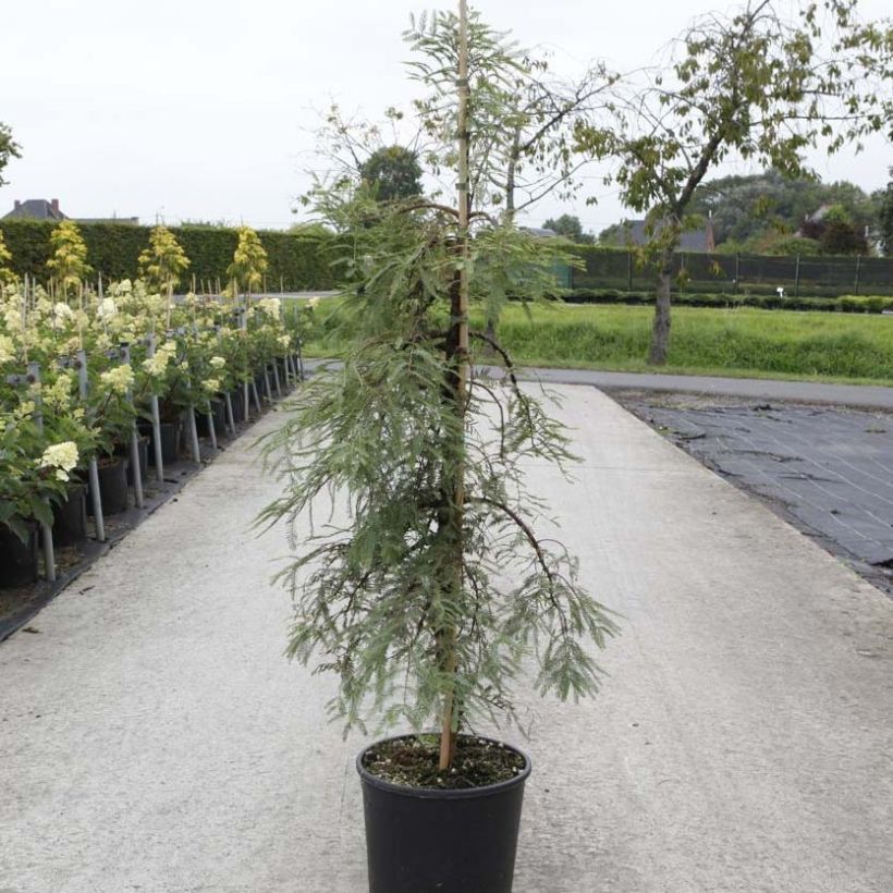 Metasequoia glyptostroboides Miss Grace (Port)