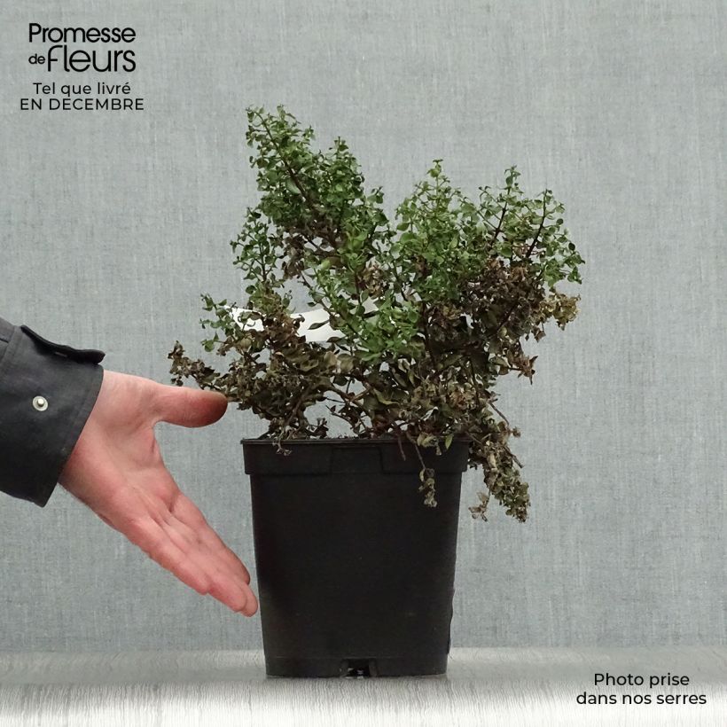 Spécimen de Metrosideros Ferris Wheel Pot de 3L/4L tel que livré en hiver