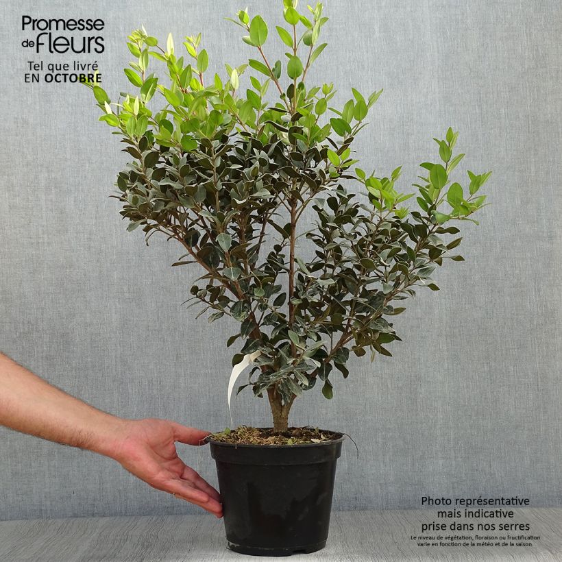 Spécimen de Metrosideros Mistral - Arbre de Noël de Nouvelle-Zélande Pot de 4L/5L tel que livré en automne