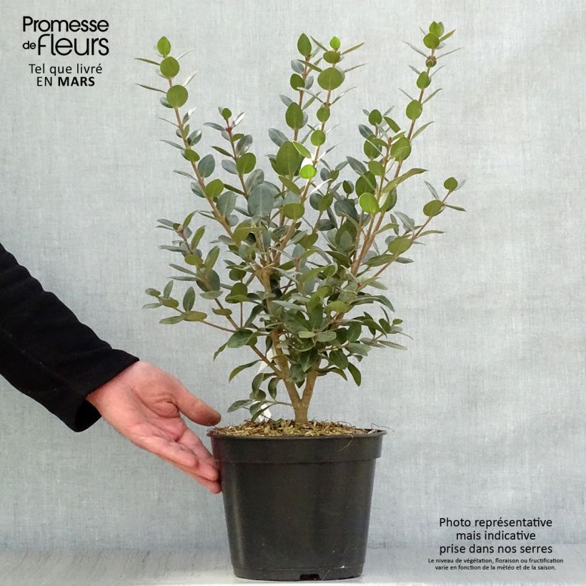Spécimen de Metrosideros Mistral - Arbre de Noël de Nouvelle-Zélande Pot de 4L/5L tel que livré au printemps
