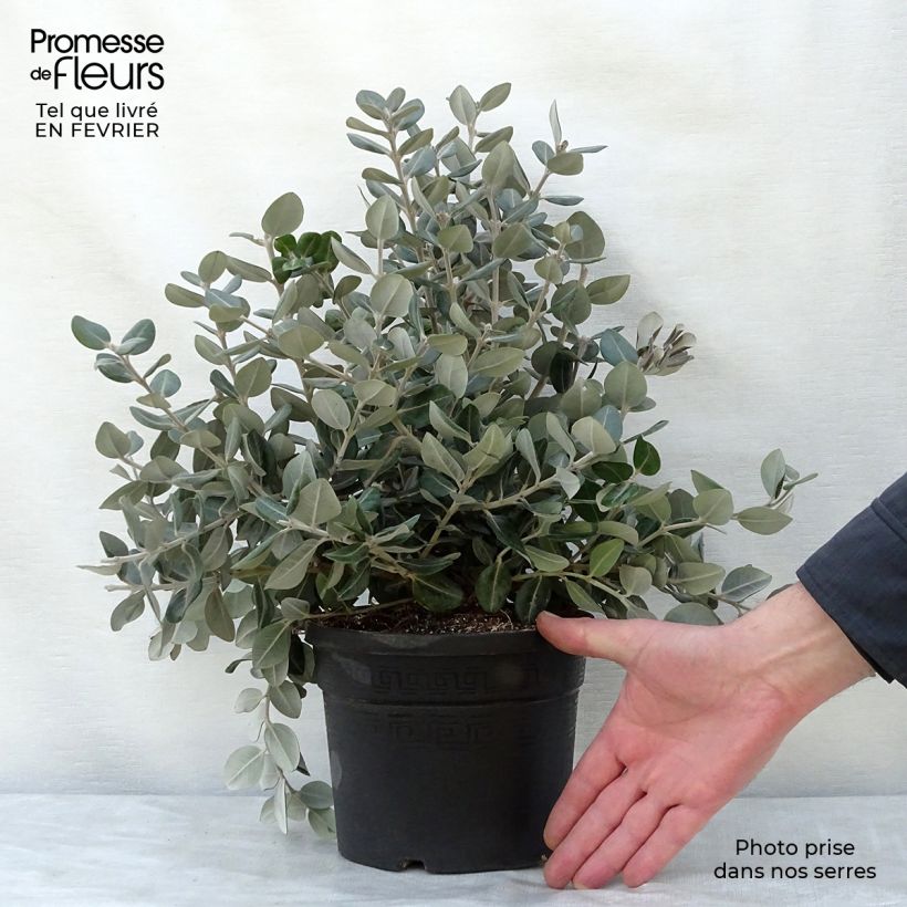 Spécimen de Metrosideros excelsa - Arbre de Noël de Nouvelle-Zélande Pot de 3L/4L tel que livré en hiver