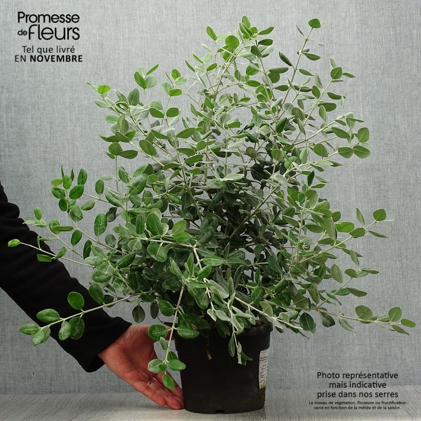 Spécimen de Metrosideros excelsa - Arbre de Noël de Nouvelle-Zélande Pot de 3L/4L tel que livré en automne