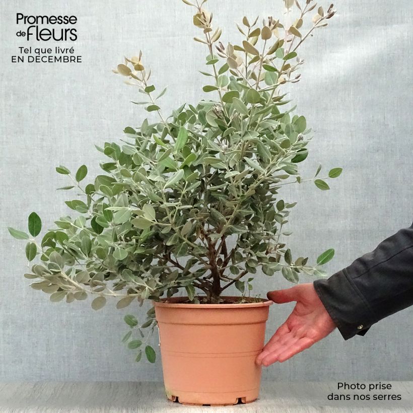 Spécimen de Metrosideros excelsa - Arbre de Noël de Nouvelle-Zélande Pot de 7,5L/10L tel que livré en hiver