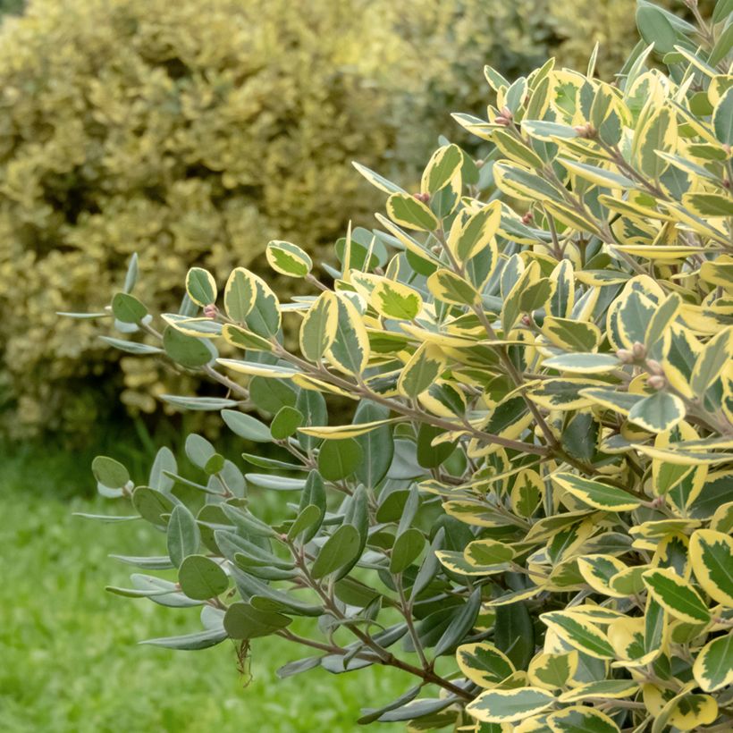 Metrosideros excelsa Aurea - Arbre de Noël de Nouvelle-Zélande (Feuillage)