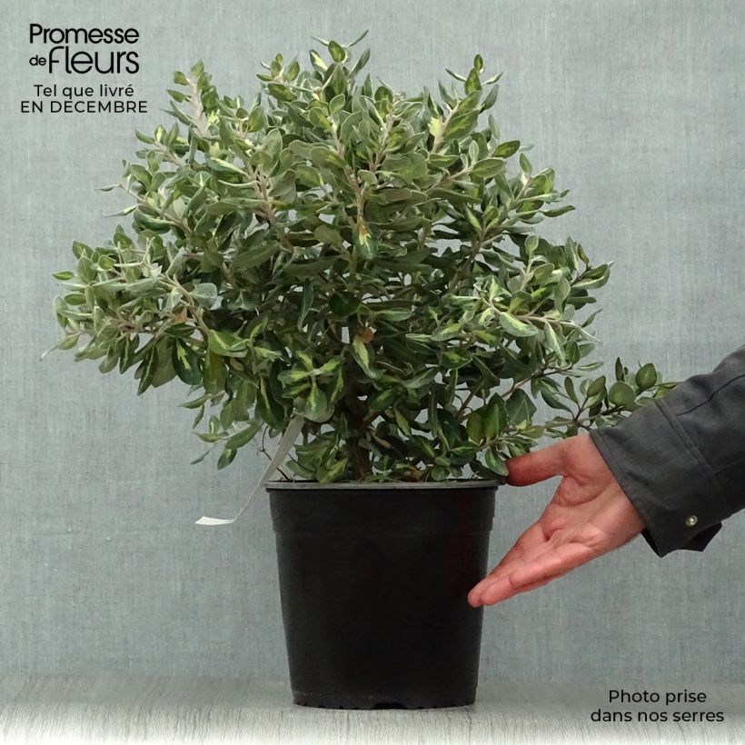 Spécimen de Metrosideros kermadecensis Sunninghill Pot de 4L/5L tel que livré en hiver