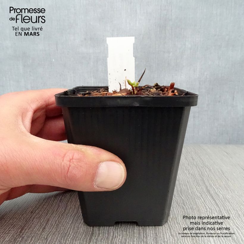 Amostra de Meum athamanticum Vaso de 8/9 cm tal como entregue na primavera