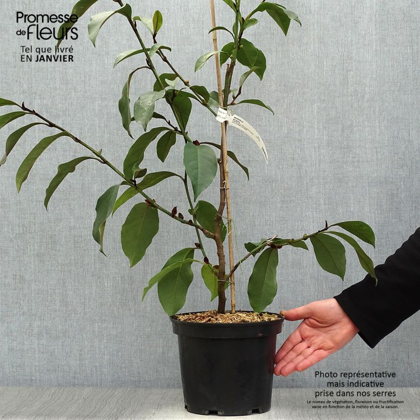 Spécimen de Michelia (x) foggii Allspice - Michelia hybride Pot de 4L/5L tel que livré en hiver