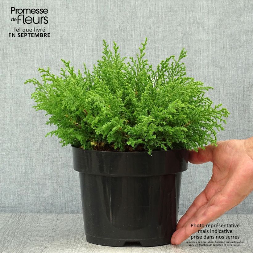 Spécimen de Cyprès de Sibérie - Microbiota decussata Fuzzball  Pot de 2L/3L tel que livré en automne