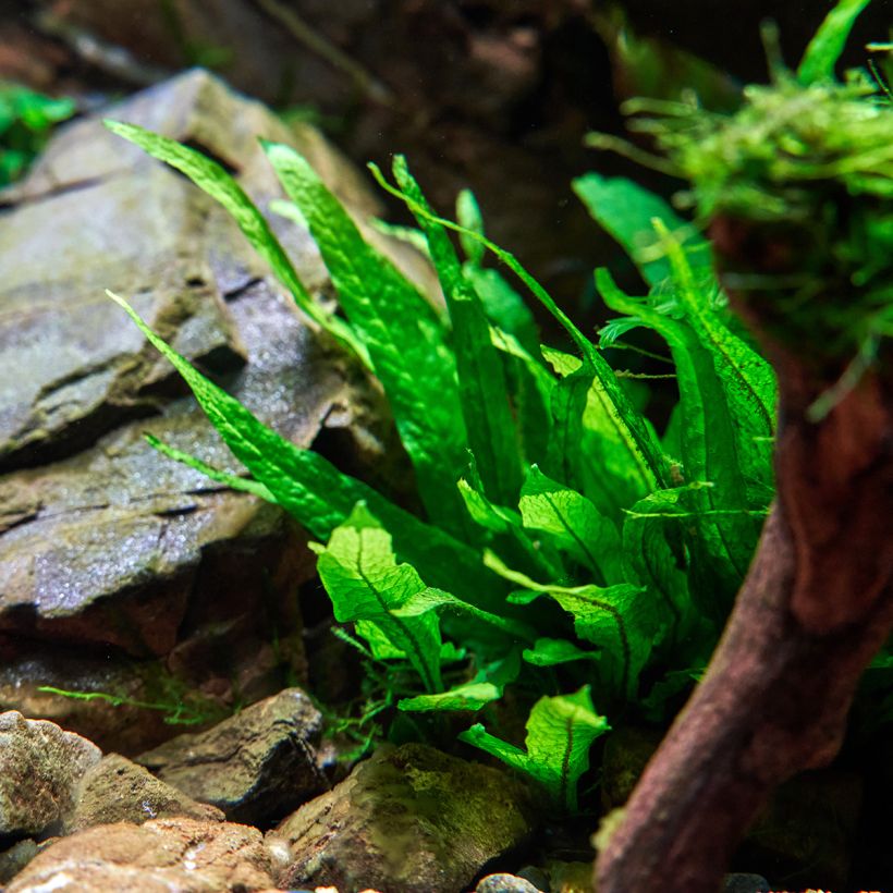 Microsorum pteropus - Fougère de Java (Port)