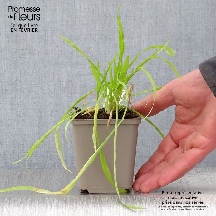 Spécimen de Milium effusum Aureum Godet de 8/9 cm tel que livré en hiver