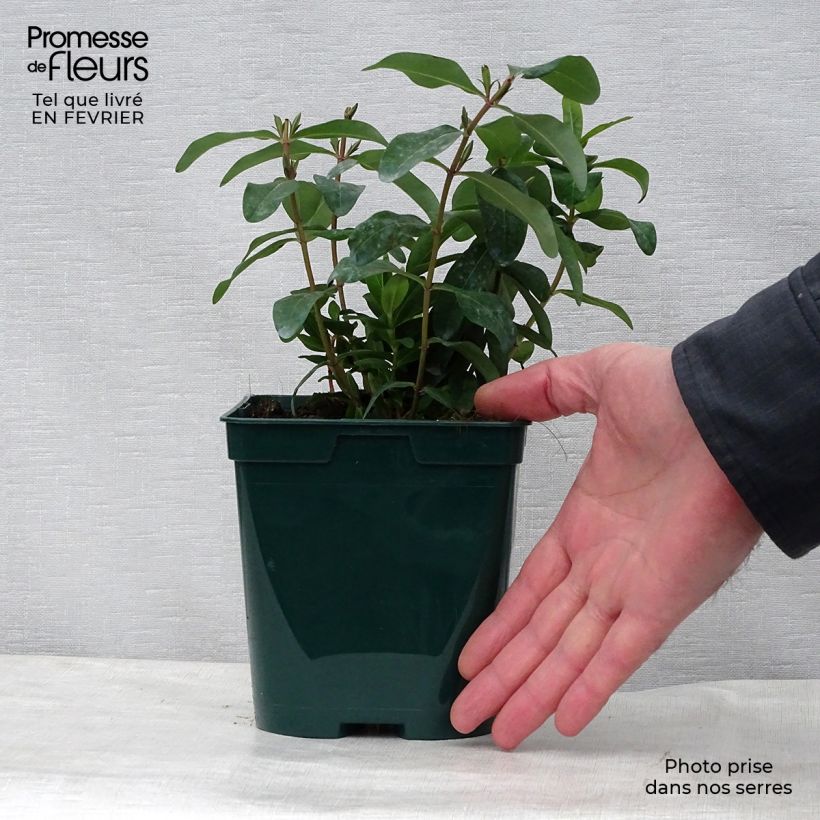 Spécimen de Millepertuis - Hypericum calycinum Pot de 2L/3L tel que livré en hiver