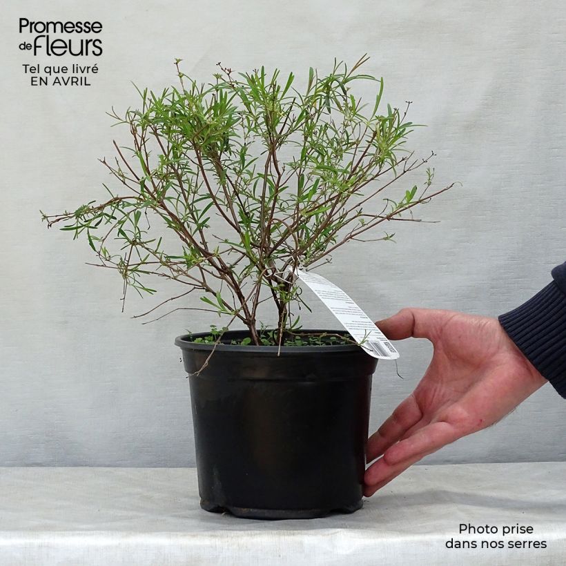 Exemplar von Hypericum densiflorum Buttercup - Johanniskraut Topf mit 2L/3L wie im Frühjahr geliefert