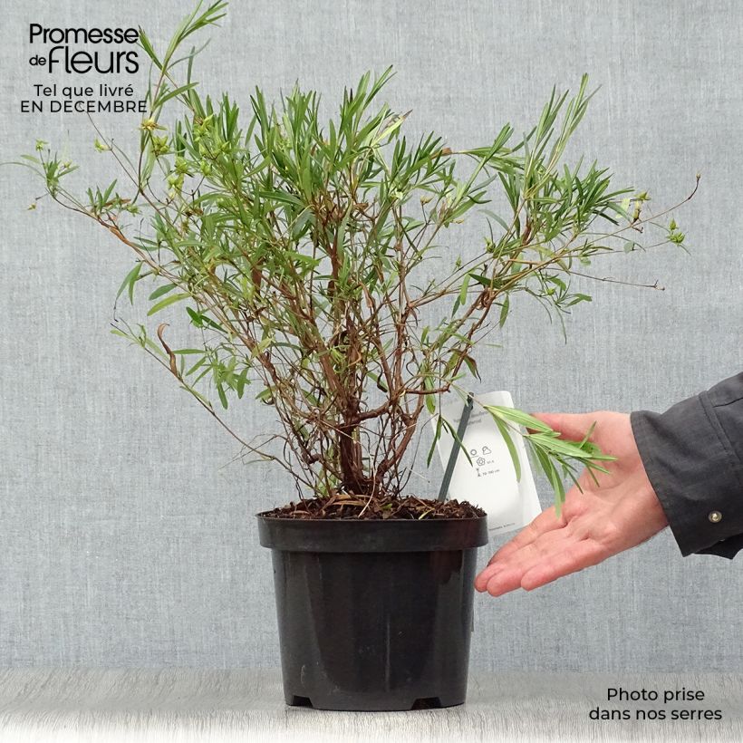 Spécimen de Millepertuis - Hypericum densiflorum Buttercup Pot de 2L/3L tel que livré en hiver