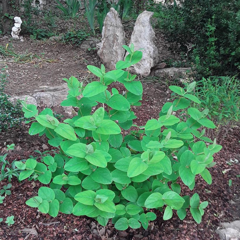 Millepertuis - Hypericum inodorum Rheingold (Port)