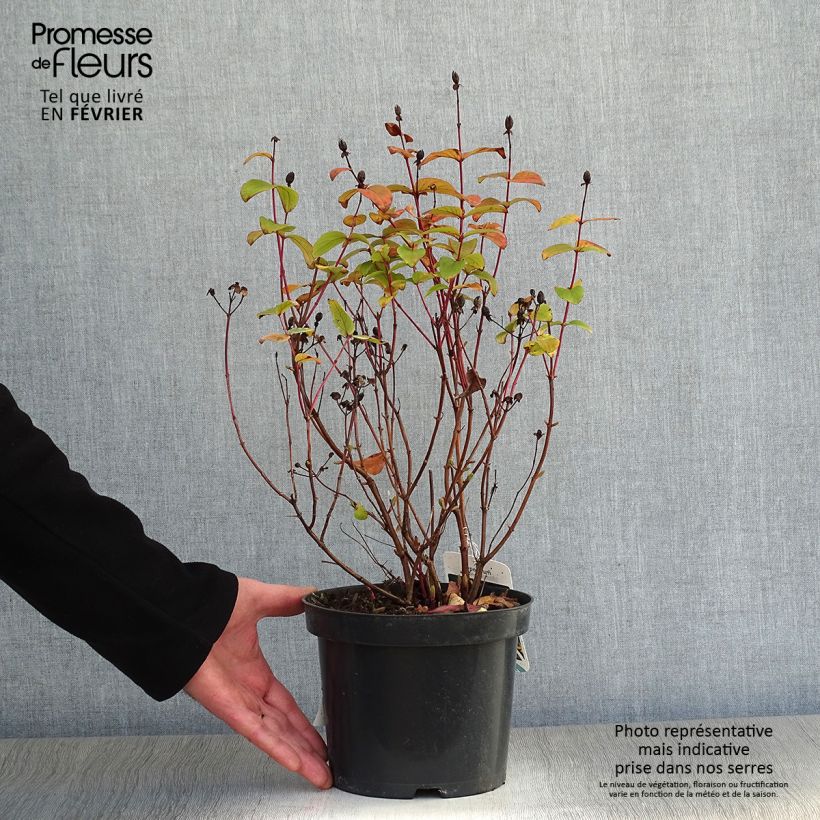 Spécimen de Millepertuis - Hypericum inodorum Rheingold Pot de 1L/1,5L tel que livré en hiver