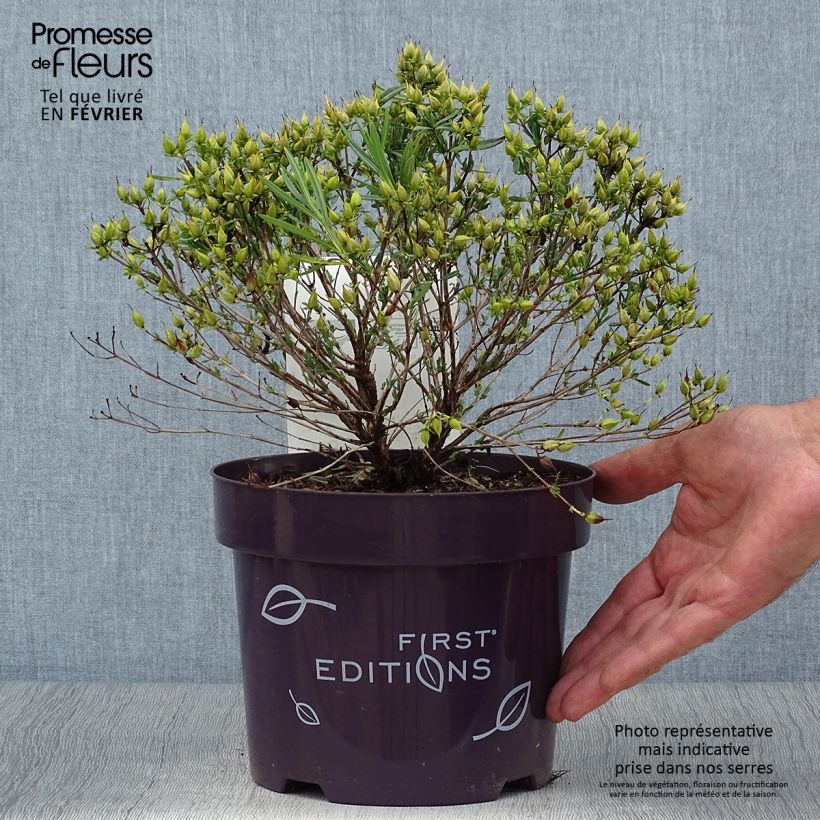 Spécimen de Millepertuis - Hypericum kalmianum Cobalt-n-Gold Pot de 2L/3L tel que livré en automne