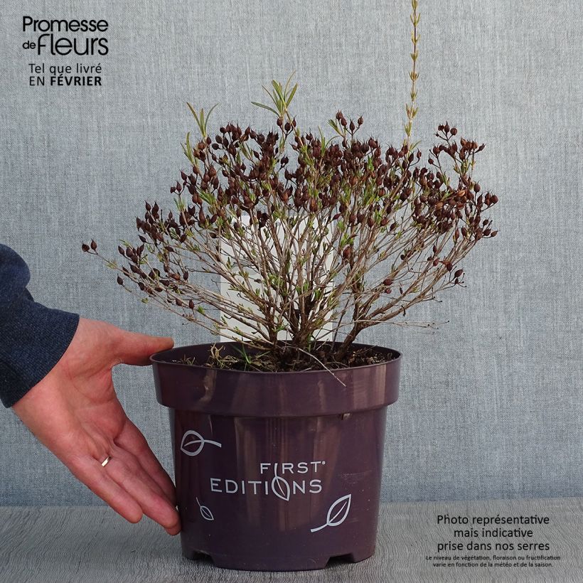 Spécimen de Millepertuis - Hypericum kalmianum Cobalt-n-Gold Pot de 2L/3L tel que livré en hiver