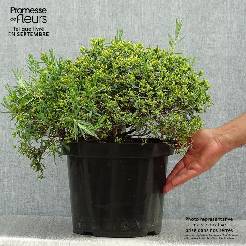 Spécimen de Millepertuis - Hypericum kalmianum Cobalt-n-Gold Pot de 7,5L/10L tel que livré en automne