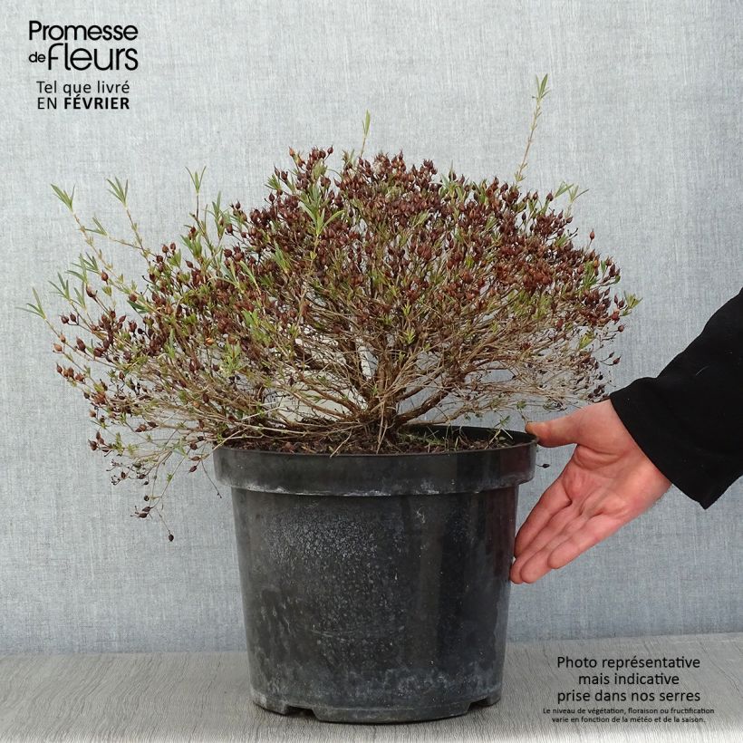 Spécimen de Millepertuis - Hypericum kalmianum Cobalt-n-Gold Pot de 7,5L/10L tel que livré en hiver